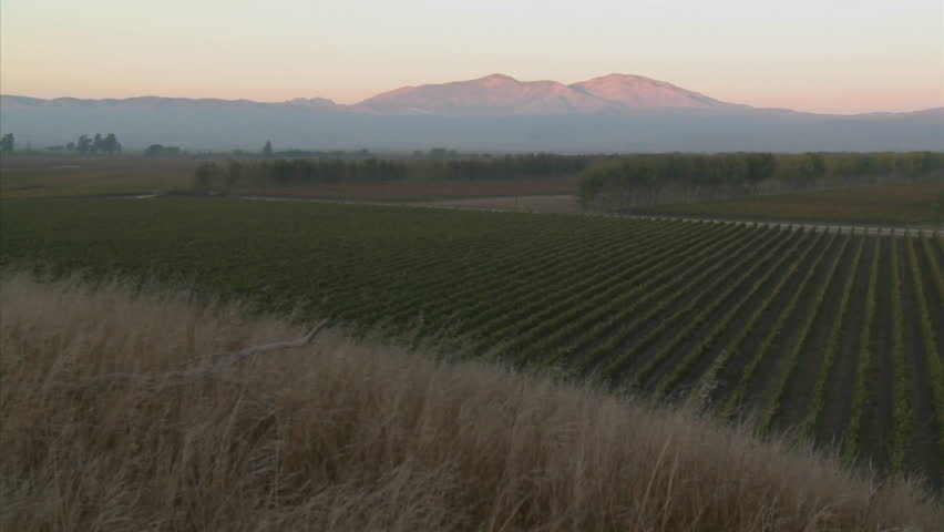 A slow pan across a vineyard in Monterey County, California.