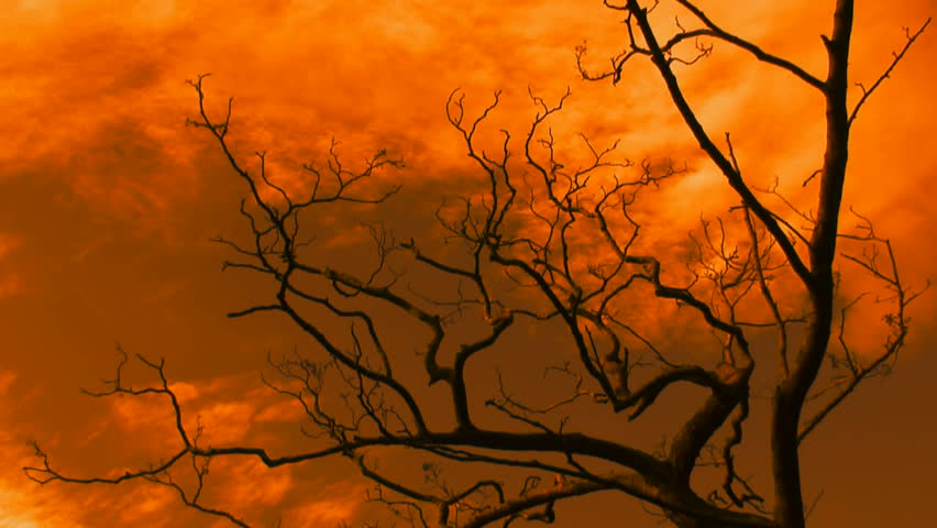 Time-lapse amber sky and clouds flowing past a leafless tree