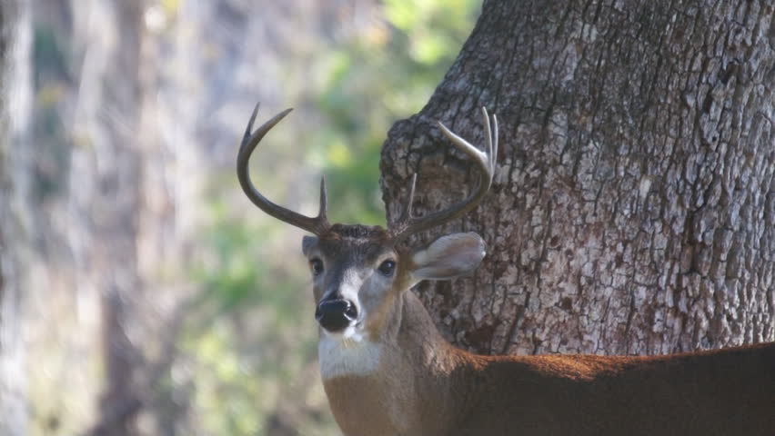 Whitetail Deer (Odocoileus virginianus) in southern Georgia.