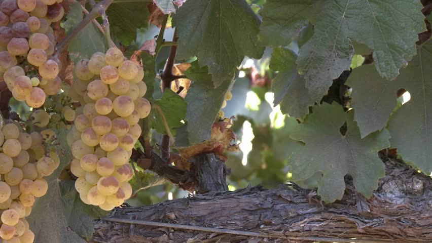 Vertical pan of wine grapes in a Salinas Valley vineyard, Monterey County, California.