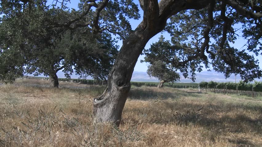 Pan across a Monterey County vineyard, California