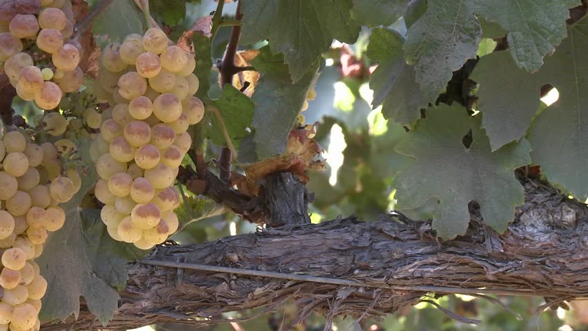 Vertical pan of wine grapes in a Salinas Valley vineyard, Monterey County, California.