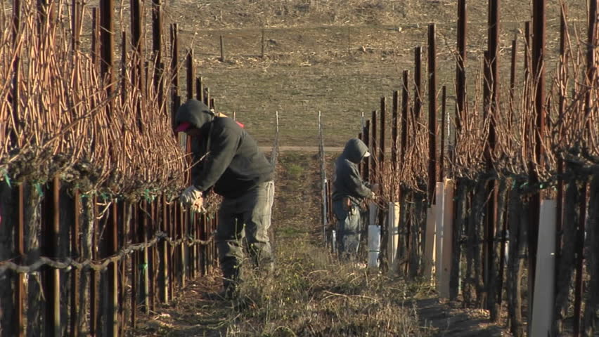 CALIFORNIA - CIRCA 2009: Field workers break for lunch while pruning dormant vines in a vineyard circa 2009 in California.