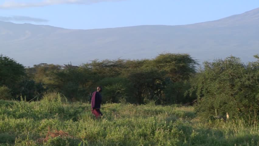 TANZANIA, AFRICA - CIRCA 2009: A Masai warrior walks in front of Mt. Kilimanjaro at dawn circa 2009 in Tanzania.