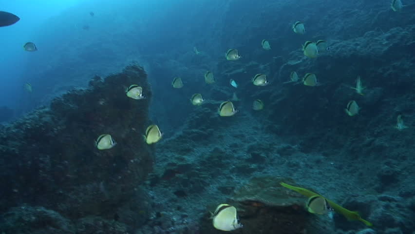 A school of Barberfish