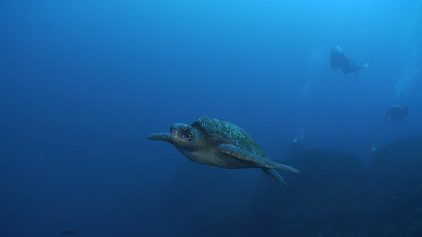 Green Sea Turtle