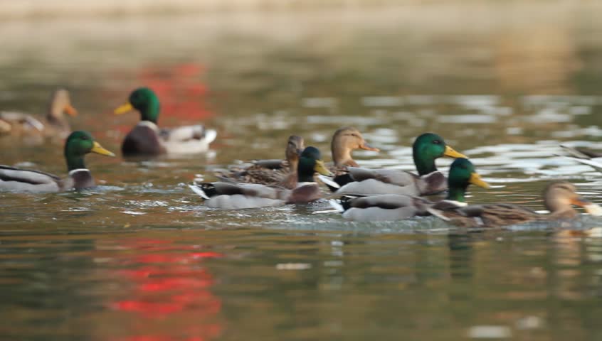 Mallards Floating On Water On A Late Autumn Afternoon