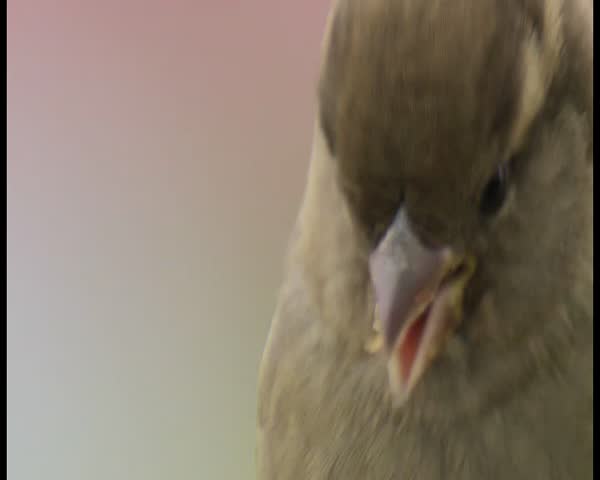 sparrow