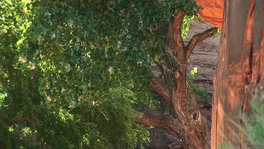 CU of trees releasing seeds near Moab, Utah
