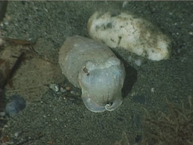 Cuttlefish can take on the apparences of the surronding: here, for example, imitating a white stone. Shot captured in the wild in the Mediterranean Sea (Italy) by 3CCD camera - PAL system. 
