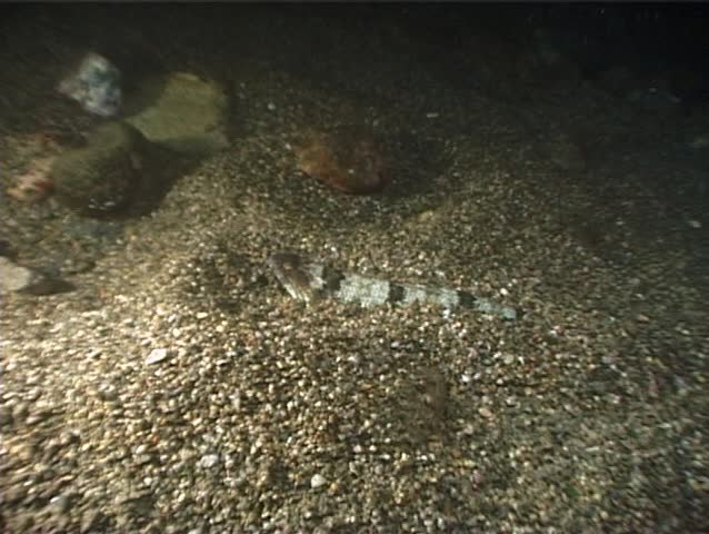 A Synodus Saurus known as Lizardfish, motionless and half-hidden on the bottom. Shot captured in the wild in the Mediterranean Sea (Italy) by 3CCD camera - PAL system. 