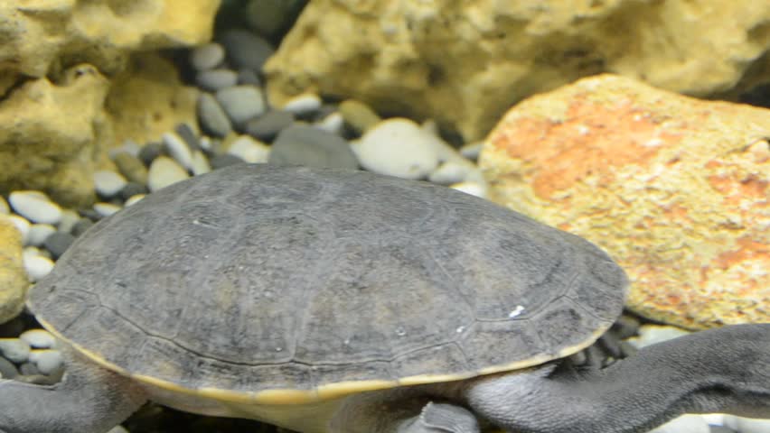 Sea aquarium