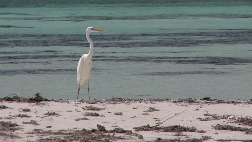 White Egret wades on an island in the Florida Keys