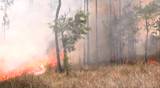 Wildland fire blazes in the Florida Everglades