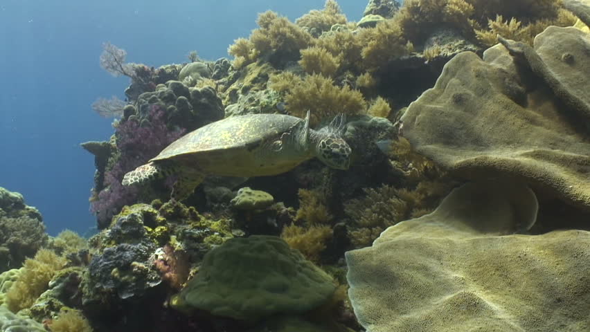 Hawksbill turtle