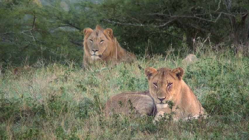 Male & female lions in the wild