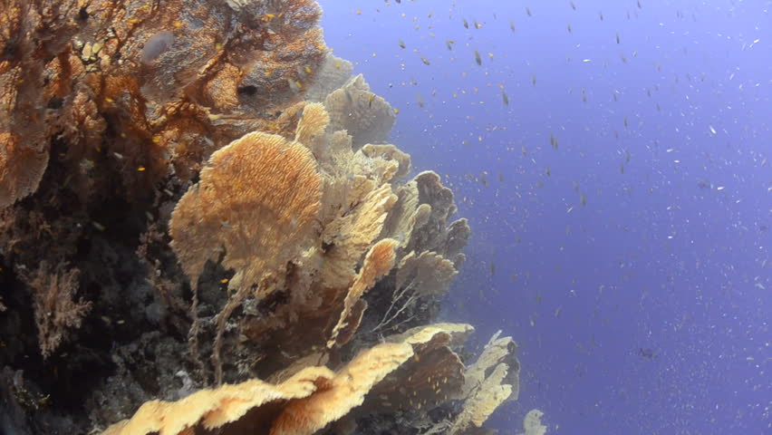 A Colony of Giant sea fans or Goegonian fan corals. Red Sea, Egypt. Camera tracks the the right.