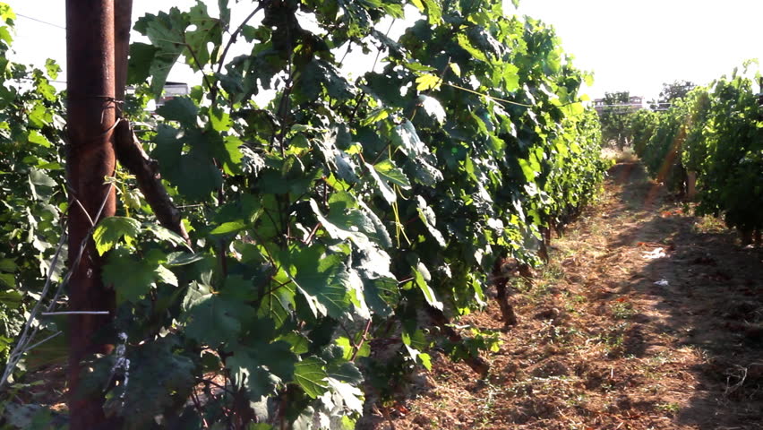 vineyard