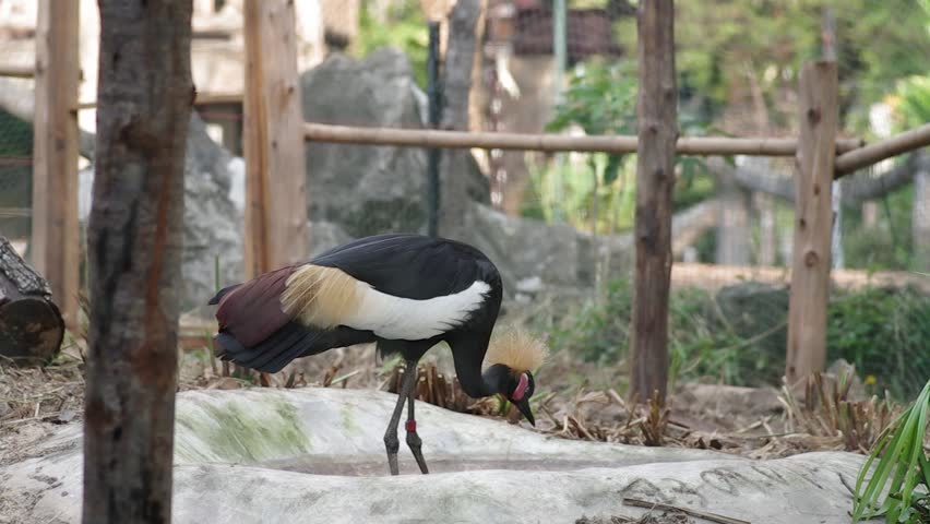 Black Crowned Crane