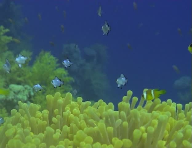 5 different shots of clownfish