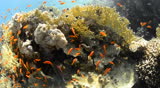 POV from a scuba diver exploring a Pristine coral reef habitat in shallow water