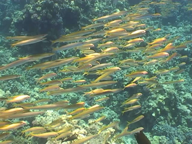 underwater diving video