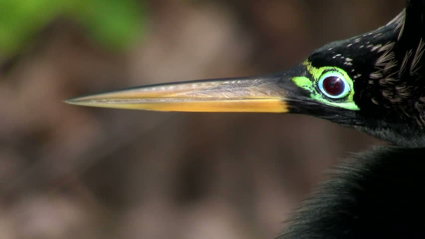 a bird with a long beak