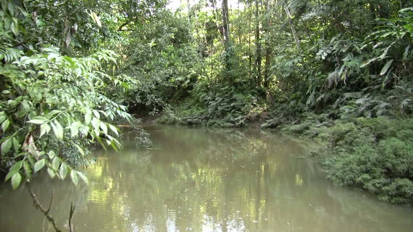Drifting up an Amazonian creek. A tributary of the Rio Arajuno, Ecuador, shot from a canoe. 