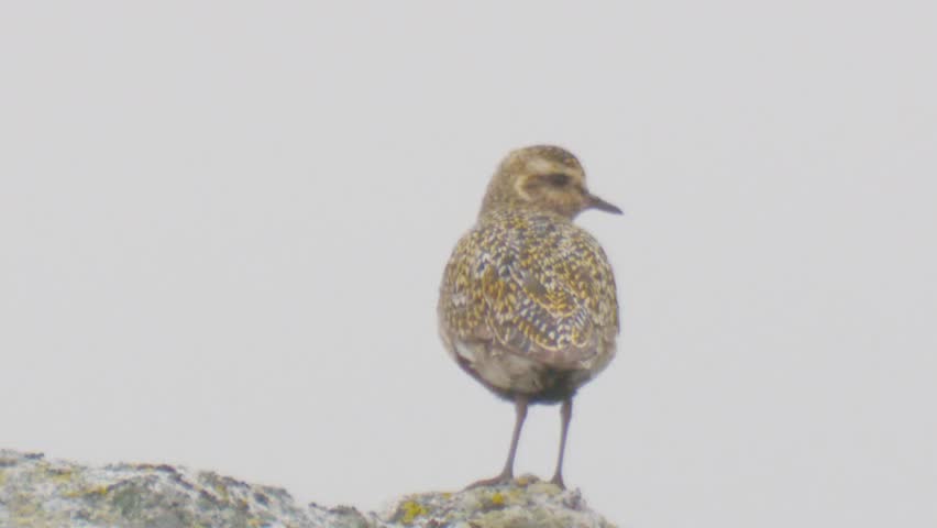 Eurasian golden plover