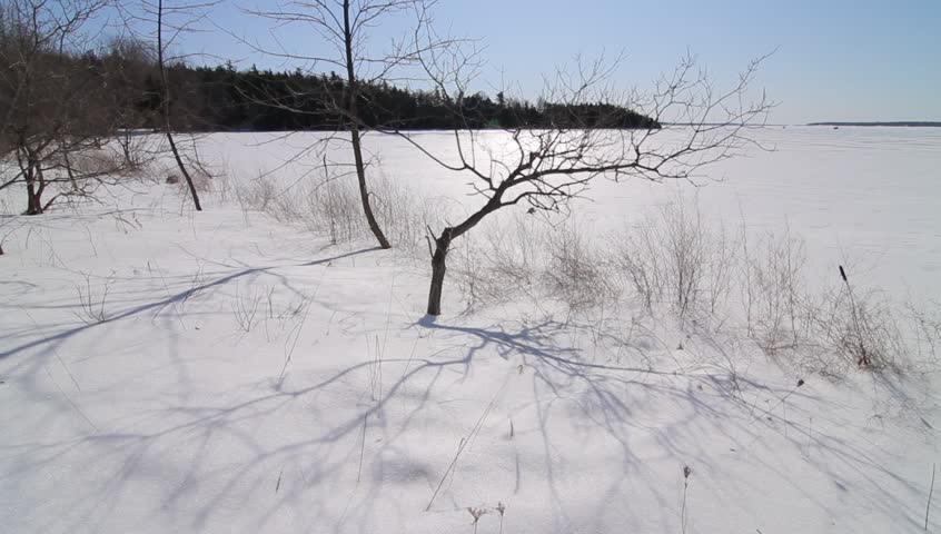 Small bare trees on edge of frozen lake