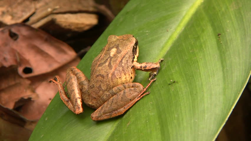 Cloudforest whipsnake (Chironius monticola)Looking at a frog in cloudforest, Western Ecuador