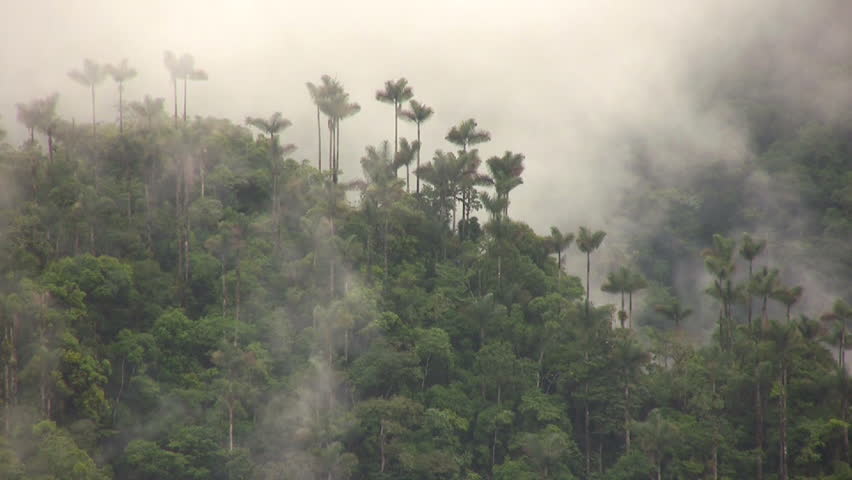 Misty cloudforest in the Ecuadorian Andes
