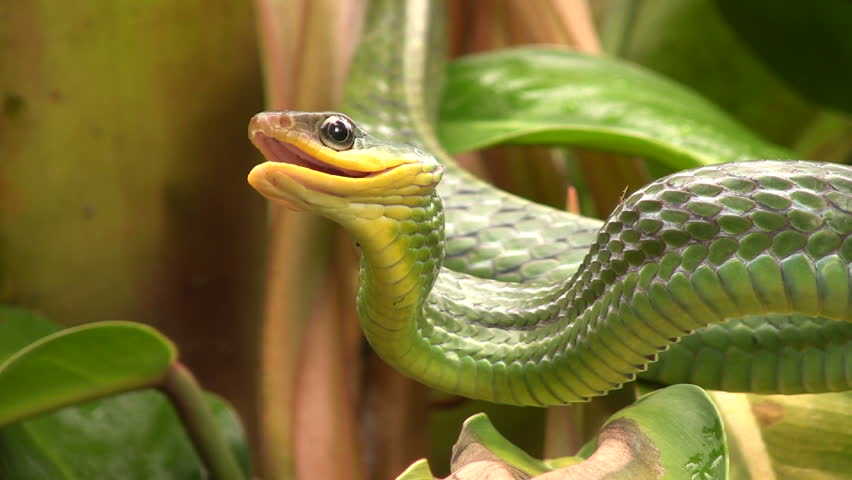 Cloudforest whipsnake (Chironius monticola) in cloudforest in western Ecuador