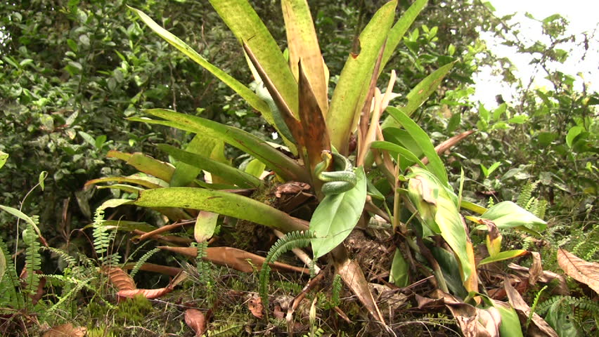 Cloudforest whipsnake (Chironius monticola) in cloudforest in western Ecuador