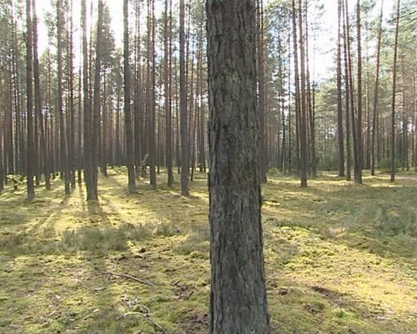 Mossy coniferous forest ground fragment. Natural view. 