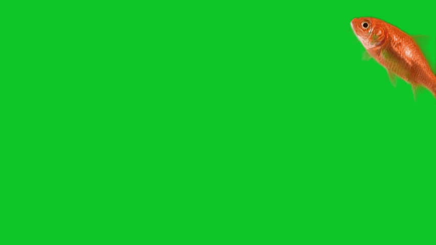 red fish swimming in front of green screen