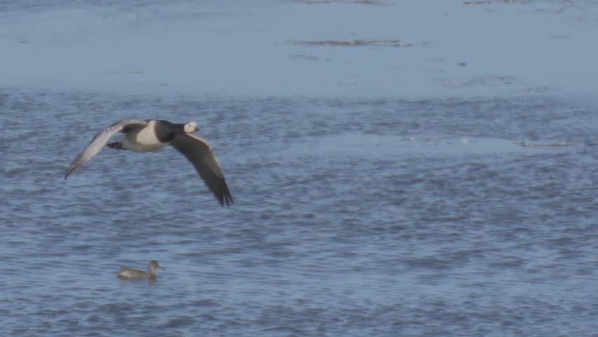 barnacle goose