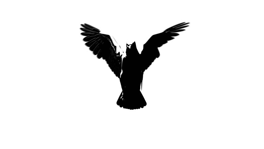 silhouette looping flying eagle front view