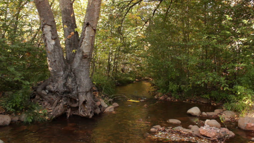 An old tree sits just inside the stream of Oak Creek as the leaves change colors in Fall in Sedona, Arizona.