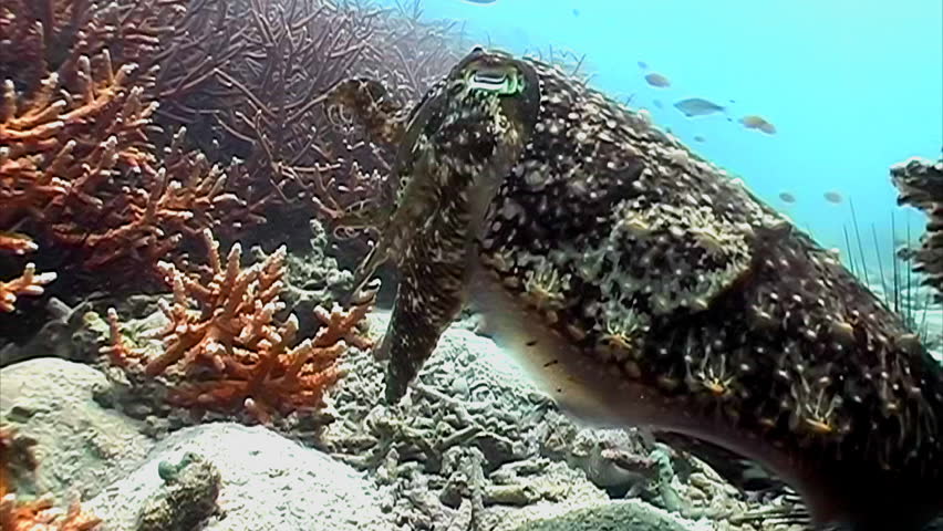 Live aggressive cuttlefish in the ocean 