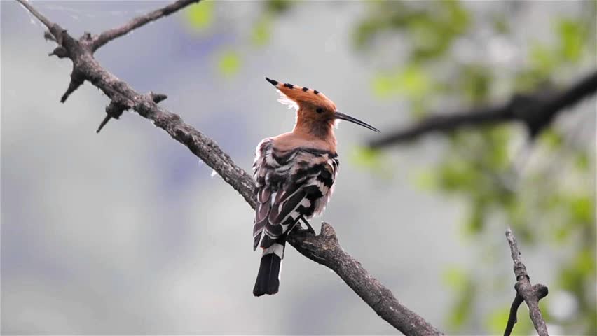 Hoopoe preening