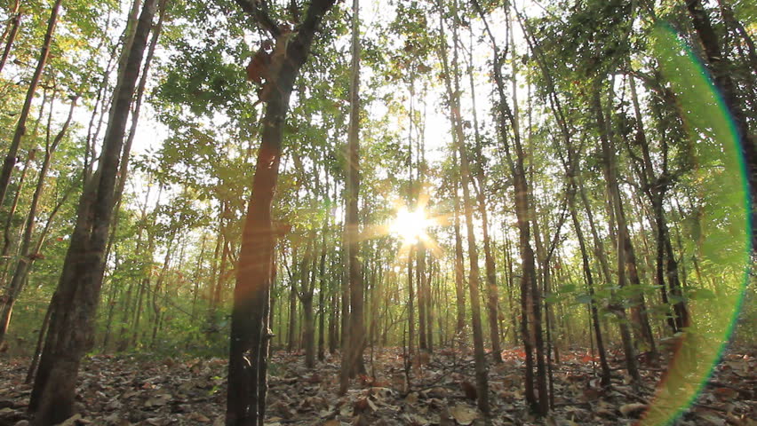 Tropical Asia, Thailand