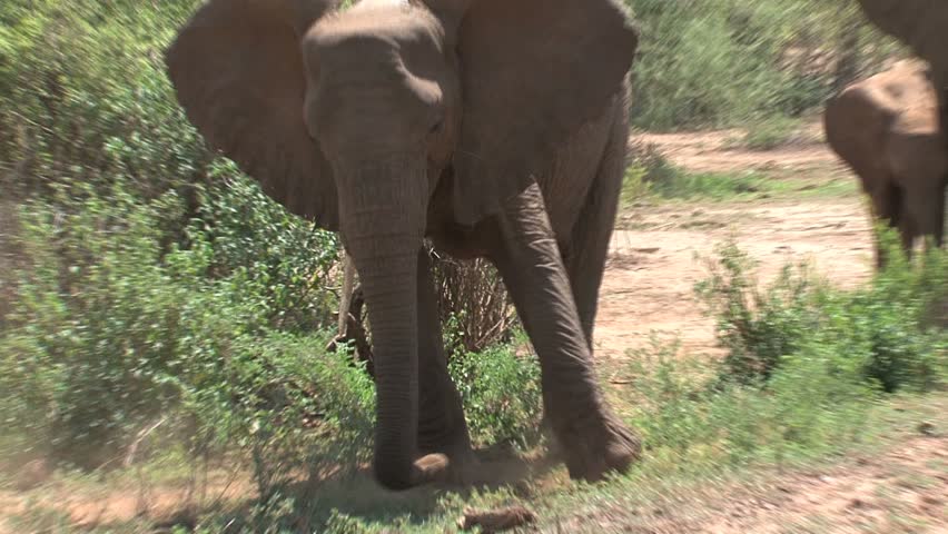 Elephant in lake manyara, Tanzania