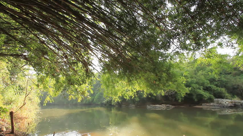 Bamboo and natural sources.