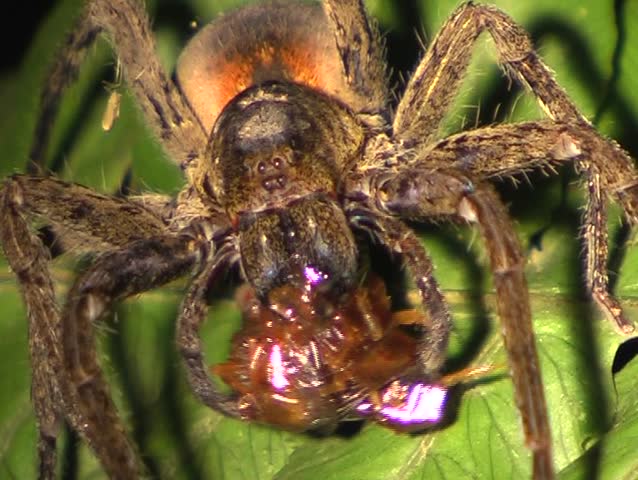 Tropical wolf spider (Ctenidae) feeding on a centipede