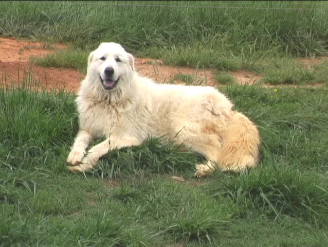 Great Pyrenees Dog 