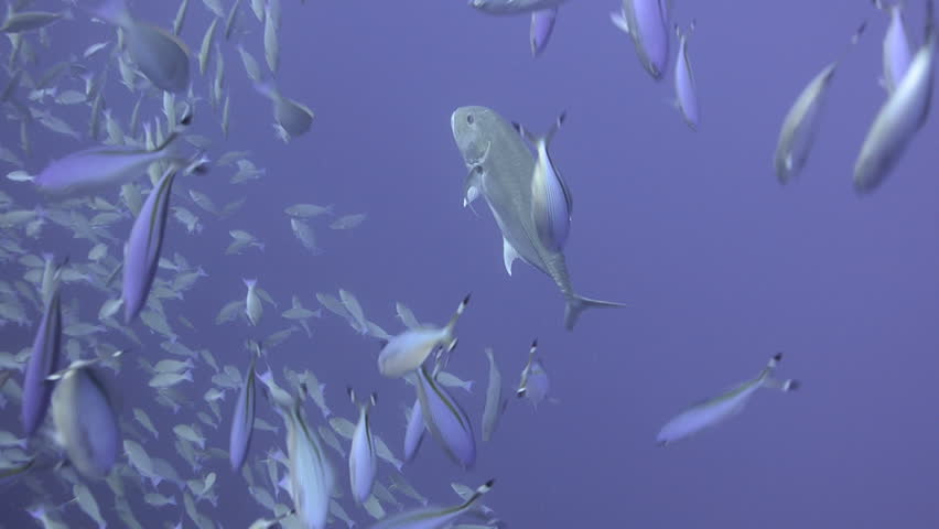 Large school/shoal of Long-nose parrot fish. This species of fish only gathers in these numbers for one to two weeks during the breeding season. Good footage to depict an abundant marine ecosystem.;