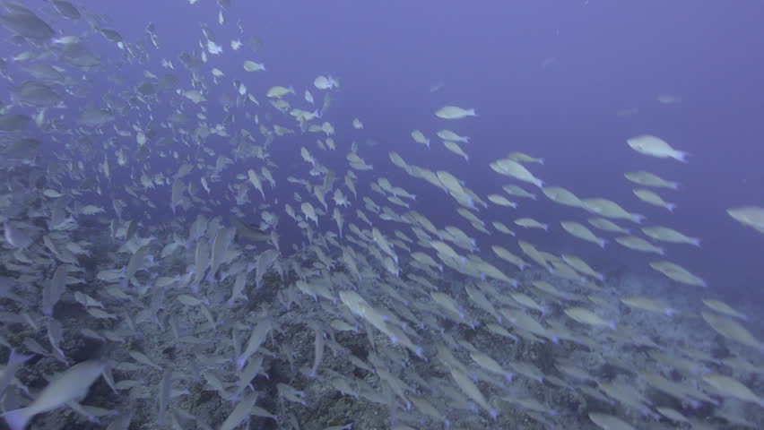 Large school/shoal of Long-nose parrot fish. This species of fish only gathers in these numbers for one to two weeks during the breeding season. Good footage to depict an abundant marine ecosystem.;