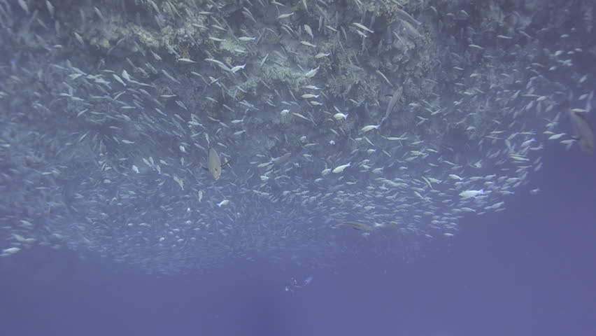 Large school/shoal of Long-nose parrot fish. This species of fish only gathers in these numbers for one to two weeks during the breeding season. Good footage to depict an abundant marine ecosystem.;
