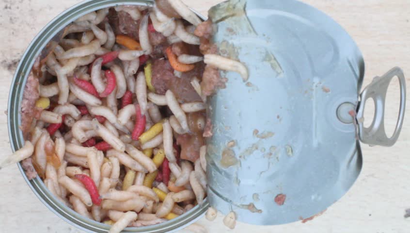 Maggots in rotten meat in a can (NTSC / 29,97 fps)